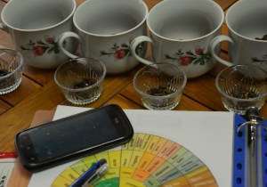 Identificando los aromas de cada café usando café fresco.