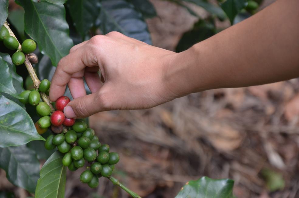 Gente de la Isla coffee Dominican Republic